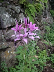 Cleoserrata speciosa
