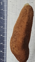 Laevicaulis natalensis natalensis
