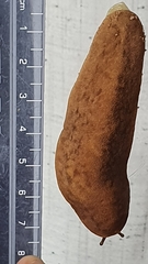 Laevicaulis natalensis natalensis