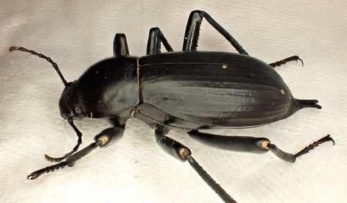 Egyptian Beetle | Native Nature