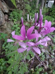 Cleoserrata speciosa