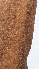 Laevicaulis natalensis natalensis