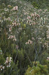 Erica leucotrachela