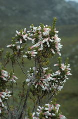 Erica leucotrachela