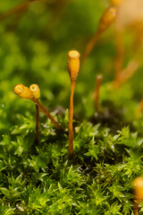Anacamptodon splachnoides