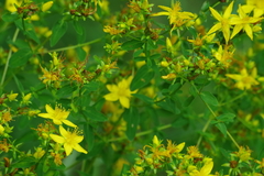 Hypericum × desetangsii