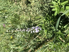 Veronica linariifolia