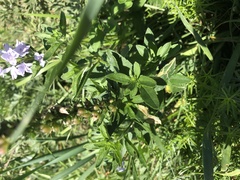 Veronica linariifolia