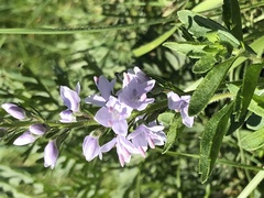 Veronica linariifolia