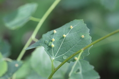 Harmandiola globuli