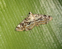 Parapoynx polydectalis