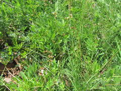 Ophrestia oblongifolia