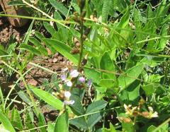 Ophrestia oblongifolia
