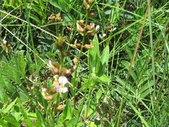 Ophrestia oblongifolia