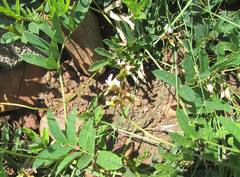 Ophrestia oblongifolia