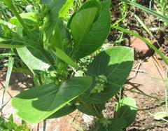 Vangueria venosa
