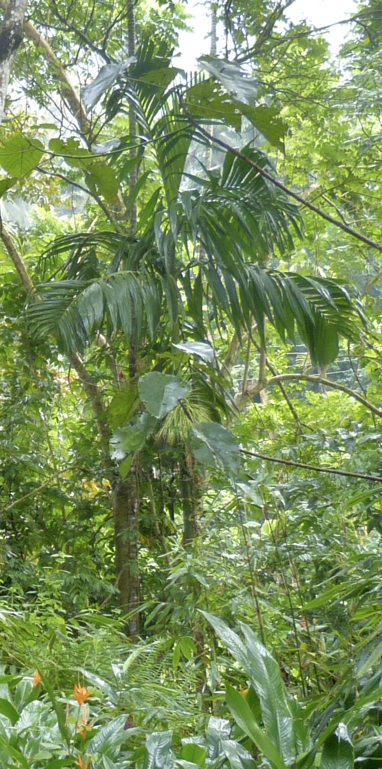 Areca concinna