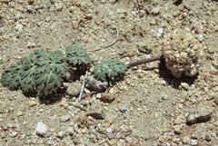 Cymopterus globosus