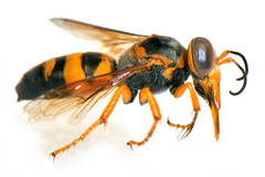 Bembix aureofasciata