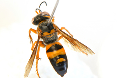 Bembix aureofasciata