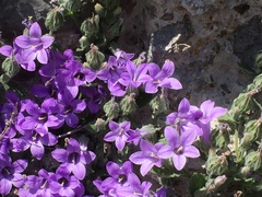 Campanula andrewsii