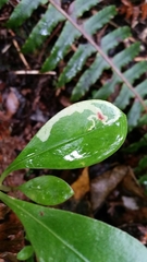 Corythoxestis zorionella