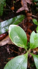 Corythoxestis zorionella