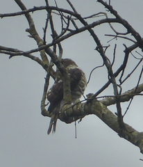 Accipiter virgatus