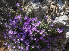 Campanula andrewsii