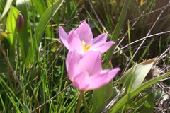 Tulipa saxatilis