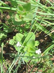 Dyschoriste burchellii