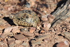 Stigmochelys pardalis