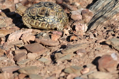Stigmochelys pardalis