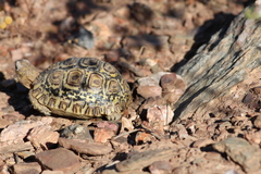 Stigmochelys pardalis