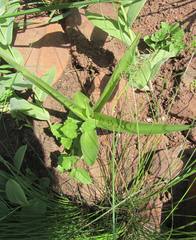 Ledebouria apertiflora