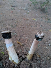 Itajahya galericulata