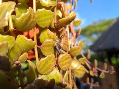 Pseudothericles jallae griffinii