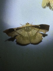 Fascellina chromataria