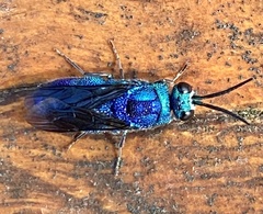 Chrysis lincea