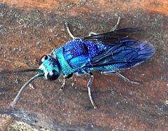 Chrysis lincea