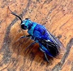 Chrysis lincea