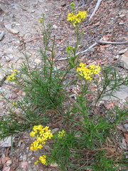 Senecio linearifolius linearifolius