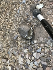 Kinosternon sonoriense