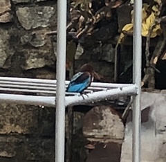 Halcyon smyrnensis