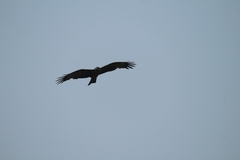 Milvus migrans migrans
