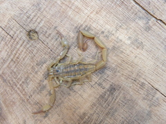 Centruroides limpidus