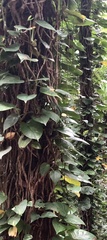 Epipremnum