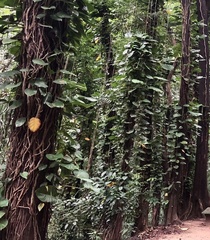 Epipremnum