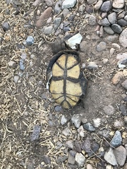 Kinosternon sonoriense