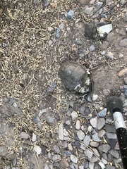 Kinosternon sonoriense